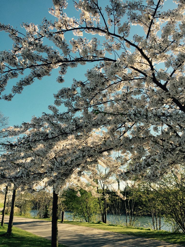 Sakura 2017
